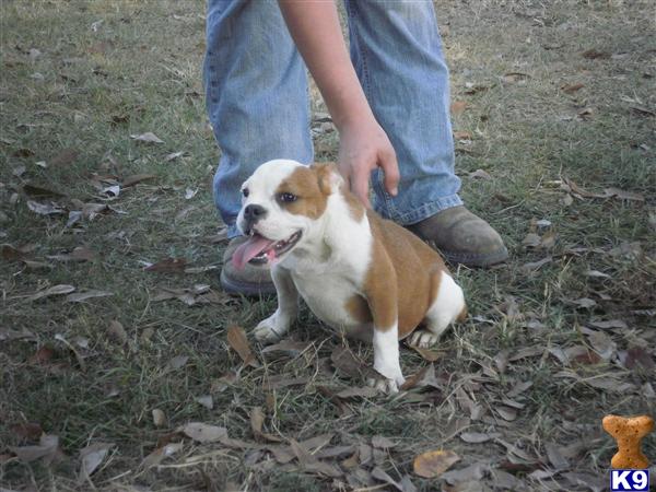 Puppies in Laurel